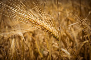 Image showing Ears of wheat. Toning.