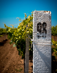 Image showing White column on a vineyard background.