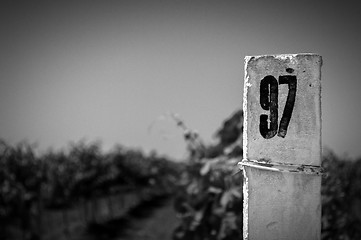 Image showing White column on a vineyard background.