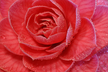 Image showing pink rose