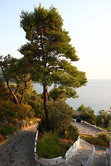Image showing Skopelos tree