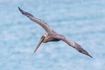 Image showing Brown pelican (Pelecanus occidentalis)