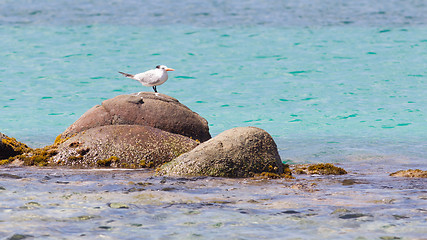 Image showing Royal Tern (Thalasseus maximus maximus)