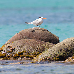 Image showing Royal Tern (Thalasseus maximus maximus)