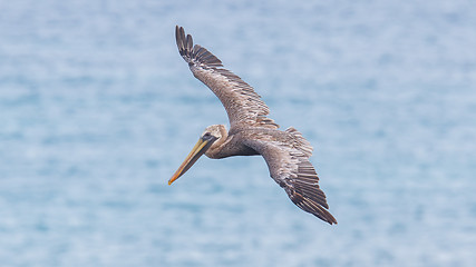 Image showing Brown pelican (Pelecanus occidentalis)