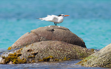 Image showing Royal Tern (Thalasseus maximus maximus)