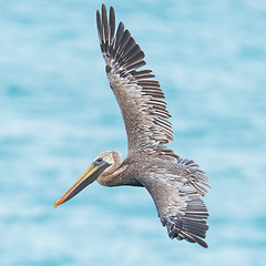 Image showing Brown pelican (Pelecanus occidentalis)