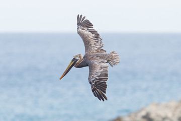 Image showing Brown pelican (Pelecanus occidentalis)