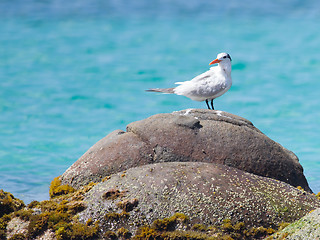 Image showing Royal Tern (Thalasseus maximus maximus)