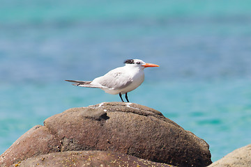 Image showing Royal Tern (Thalasseus maximus maximus)