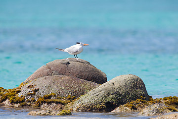 Image showing Royal Tern (Thalasseus maximus maximus)