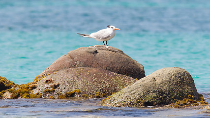 Image showing Royal Tern (Thalasseus maximus maximus)