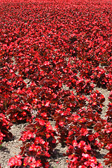 Image showing Mini Begonia