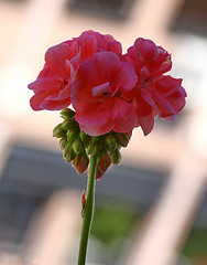 Image showing Pelargonium