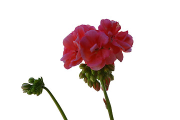 Image showing Pelargonium