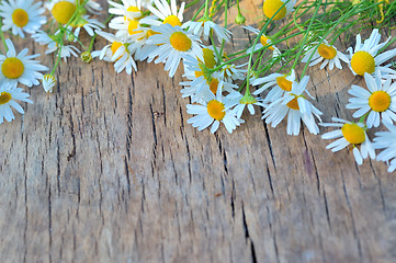 Image showing Fresh chamomile flowers