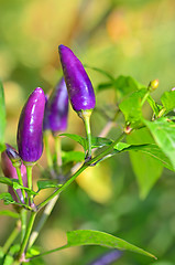 Image showing Purple bell pepper growing 