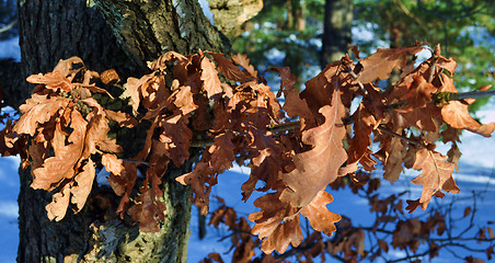 Image showing Dead leafs