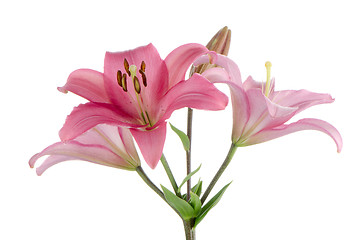 Image showing Pink lilies