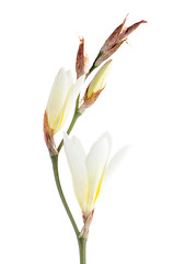 Image showing White freesia flowers