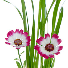 Image showing Beautiful pink flowers and green grass