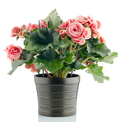 Image showing Pink begonia plant