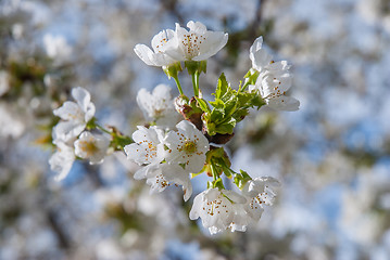 Image showing Blooming tree at spring