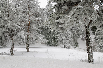 Image showing Snow and frost covered pine trees