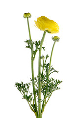 Image showing Eustoma flower