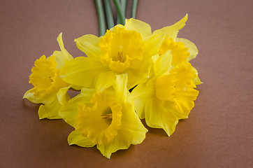 Image showing Jonquil flowers