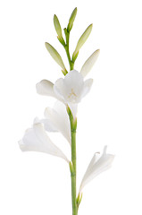 Image showing Lilies