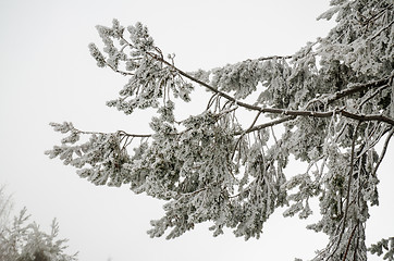 Image showing Snow and frost covered pine tree branch