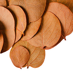 Image showing Autumn leaves 