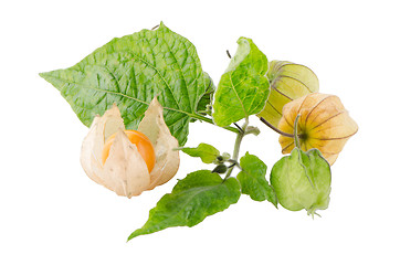 Image showing Physalis