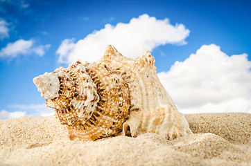 Image showing Conch shell 