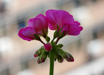 Image showing Pelargonium