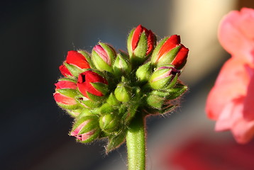 Image showing Pelargonium