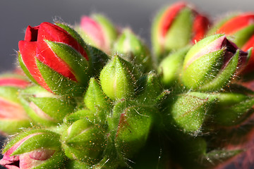 Image showing Pelargonium