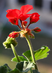 Image showing Pelargonium