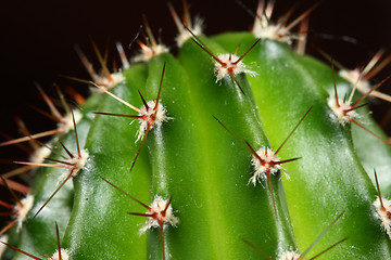 Image showing Cactus