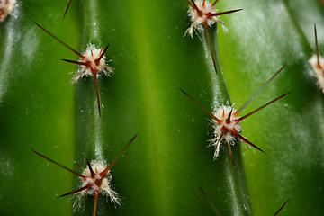 Image showing Cactus