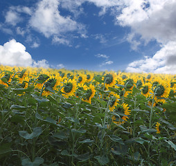 Image showing field of sunflowers