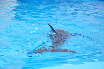 Image showing Dolphin 