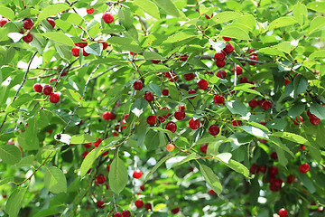 Image showing cherries