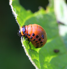 Image showing Colorado beetle