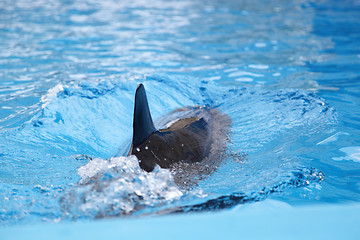 Image showing Dolphin