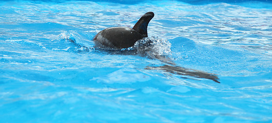 Image showing Dolphin