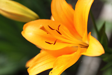 Image showing Lily stamens