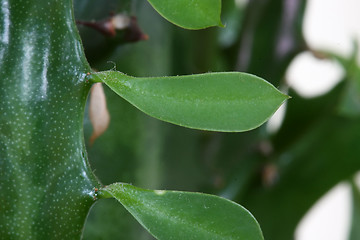 Image showing Cactus