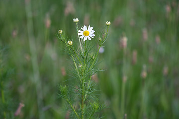 Image showing chamomile